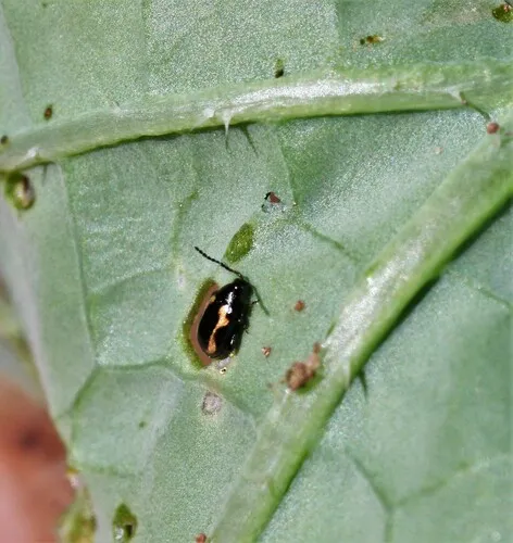Striped Flea Beetle