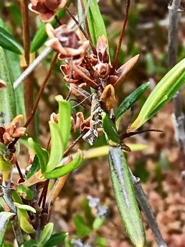 Aristotelia fungivorella