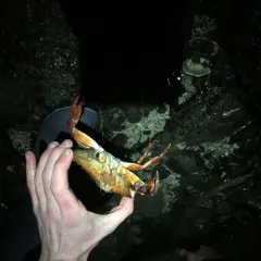 Red Rock Crab thumbnail 3