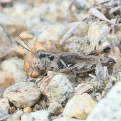 Pasture Spur-throat Grasshopper thumbnail 4