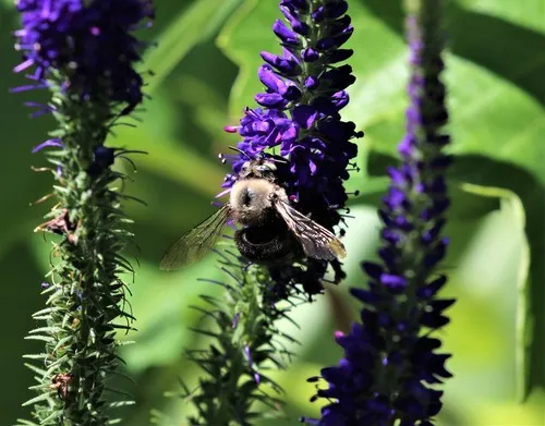 Horse-fly Carpenter Bee