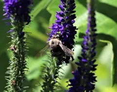 Horse-fly Carpenter Bee thumbnail 1