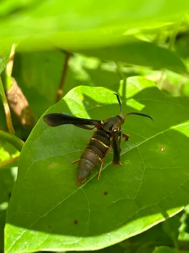 Grape Root Borer Moth