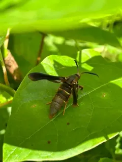 Grape Root Borer Moth thumbnail 1