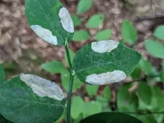 Scolioneura vaccinii thumbnail 4