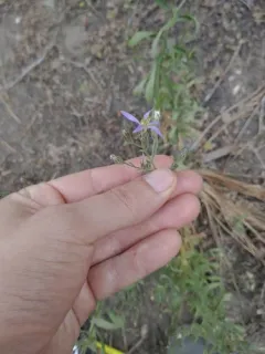 elegant aster thumbnail 4