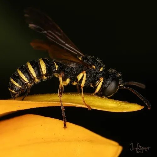 Ornate-tailed Digger Wasp