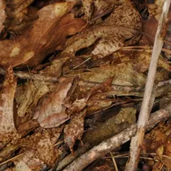 Spring Peeper thumbnail 5