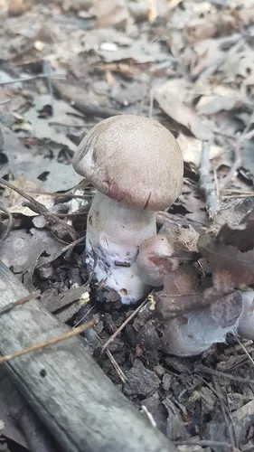 Cortinarius malodorus