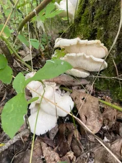 Tiered tooth fungus thumbnail 2