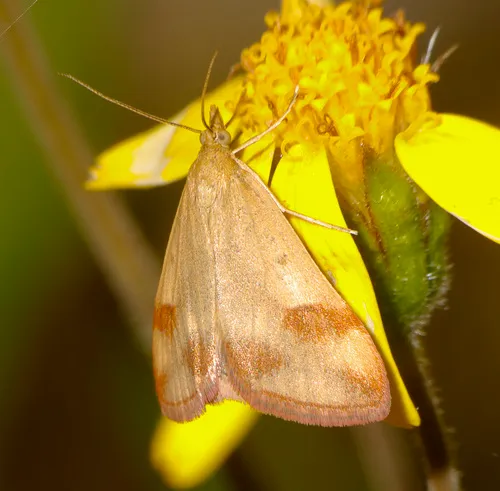 Pyrausta semirubralis