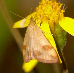 Pyrausta semirubralis thumbnail 1