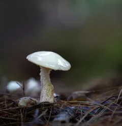 white suillus thumbnail 3