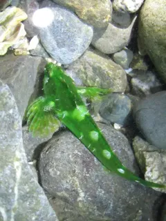 Fluffy Sculpin thumbnail 1