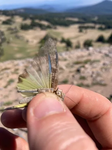 Shasta Grasshopper