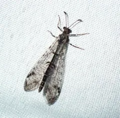 Dendroleon speciosus thumbnail 1
