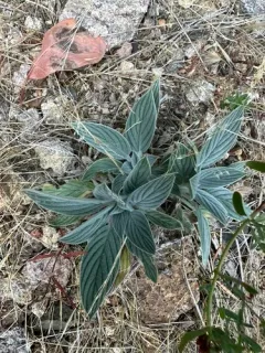 Mountain Phacelia thumbnail 1
