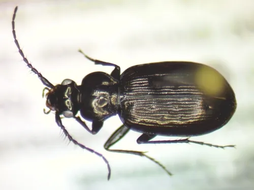 Loricera decempunctata