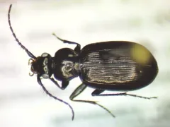 Loricera decempunctata thumbnail 1