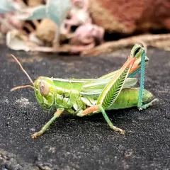 Snakeweed Grasshopper thumbnail 3