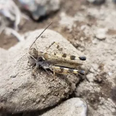 Big-headed Grasshopper thumbnail 3
