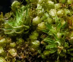 Hercynian Hair Moss thumbnail 3