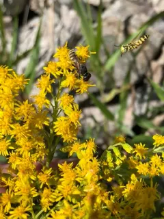 Philanthus multimaculatus thumbnail 3
