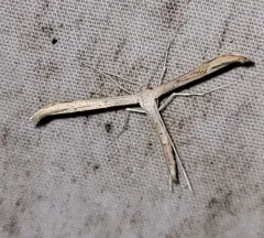 Yarrow Leaf Plume Moth thumbnail 2