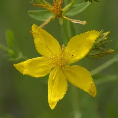 Common St. John's Wort thumbnail 5