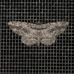 North American Common Gray thumbnail 2