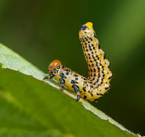 Birch Sawfly