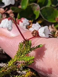 Moss Bell-heather thumbnail 2
