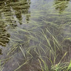 Narrow-leaved Bur-reed thumbnail 4