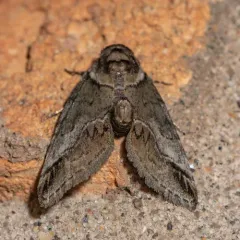 Small Baileya Moth thumbnail 3