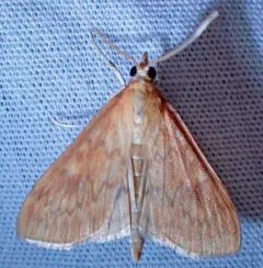 American Lotus Borer Moth thumbnail 2