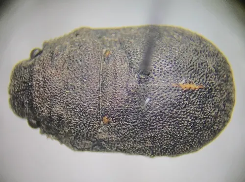 Acantholomidea denticulata