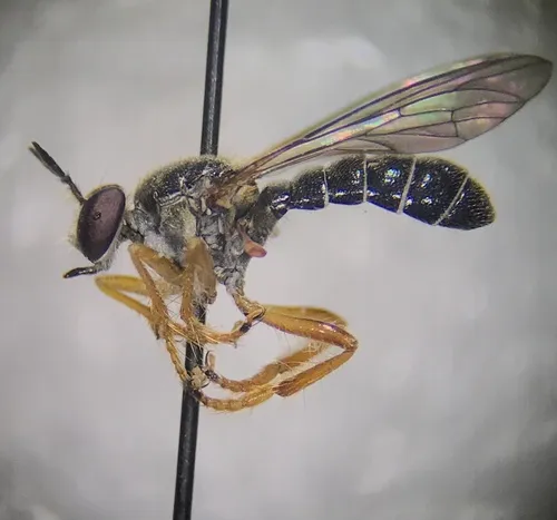 Yellow-legged Micropanther