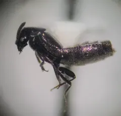 Spring Minute Rove Beetle thumbnail 2