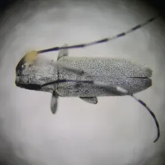 Dectes texanus thumbnail 3