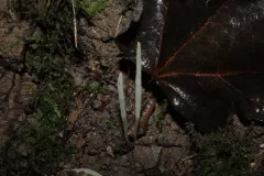 Clavaria fuscata thumbnail 1