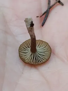 Arrhenia obscurata thumbnail 2