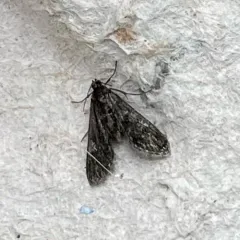 Black Duckweed Moth thumbnail 3