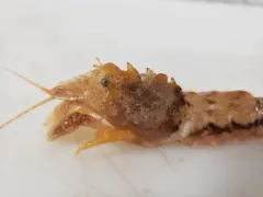 Sculptured Shrimp thumbnail 2