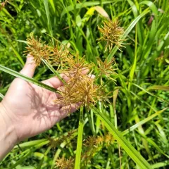 yellow nutsedge thumbnail 3