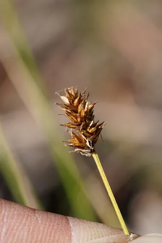 abrupt-beaked sedge