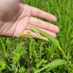 Hairy Cupgrass thumbnail 4