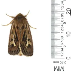 Antler Moth thumbnail 3