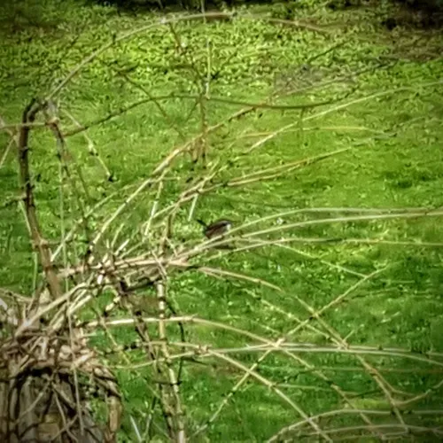 Bewick's Wren