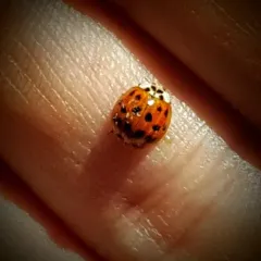 Asian Lady Beetle thumbnail 2