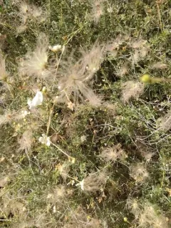 Apache plume thumbnail 3